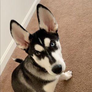 Meet your Posher, Ilario